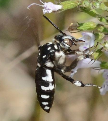 Réf. 350 166 : Thyreus sp.
